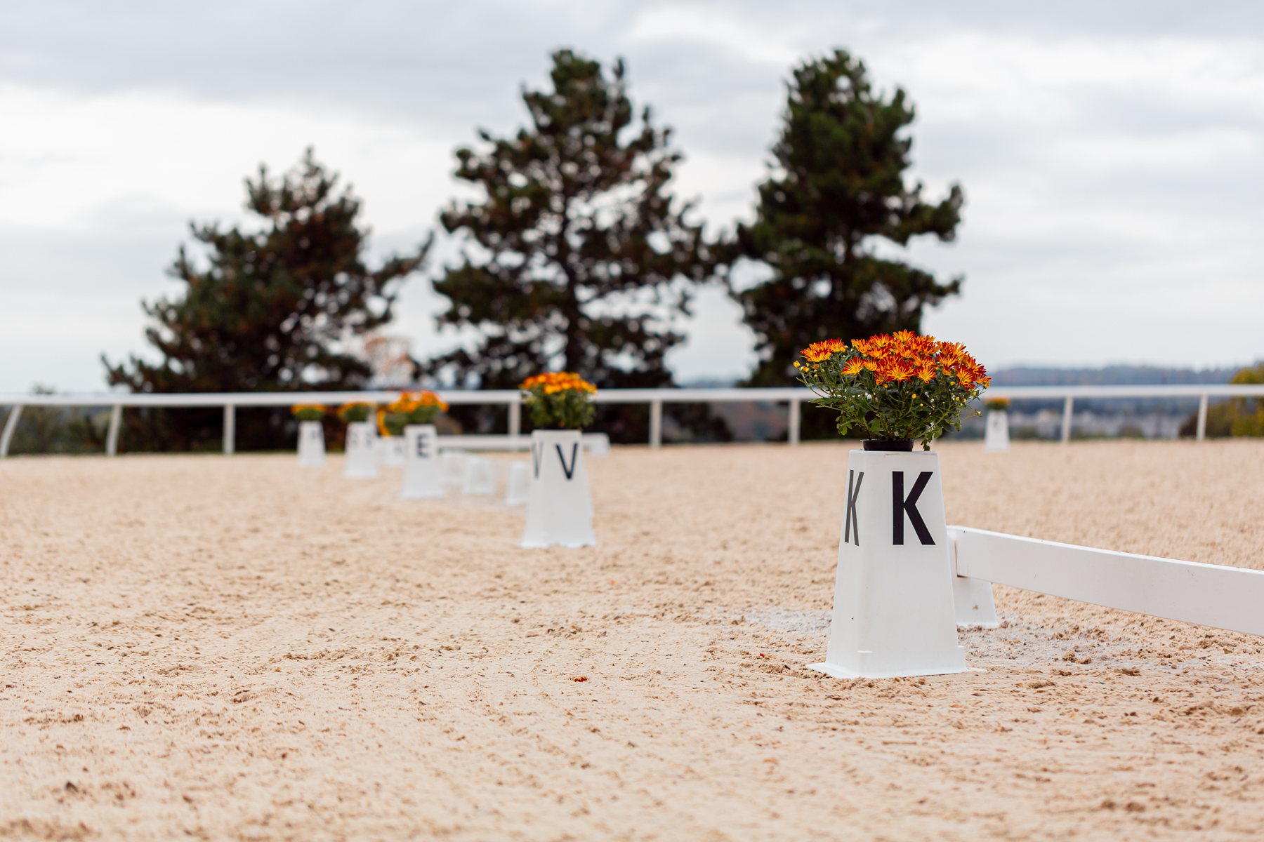 Competition Coach Specialist - English - Dressage - Training Pathway